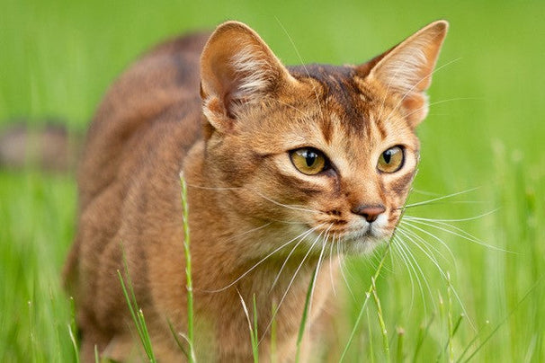 Unique cat names.