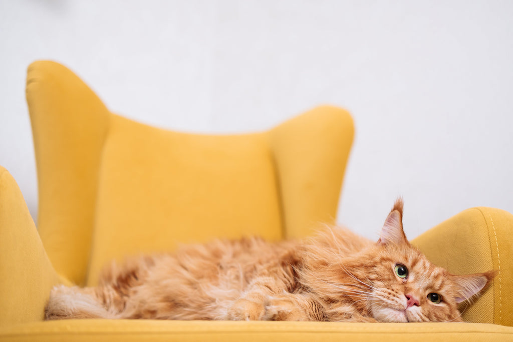 How to train cats not to scratch furniture: Furniture protection tips