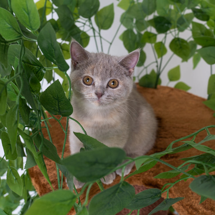 Cat Tree Natural Leaves