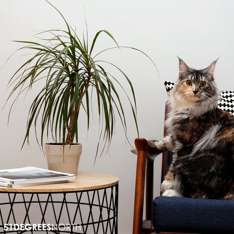 Wire Cat Table Julia Black incl Cushion