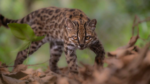 Tilcayo Cat — Earth's Newest Wild Species