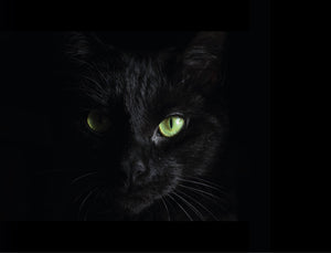Unraveling the Mystique: Black Cats in History and Black Friday Meow-nanza!