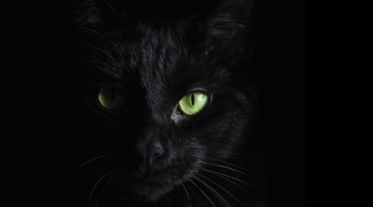 Unraveling the Mystique: Black Cats in History and Black Friday Meow-nanza!