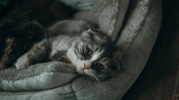 Discover the different character traits of different cat breeds