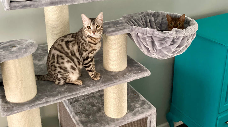 Bengal Behaviour Decoded — What Your Bengal Is Trying to Tell You