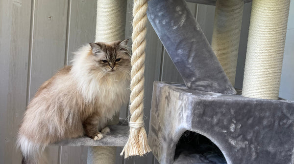 The Ragdoll Owner's Complete Guide