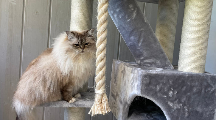 The Ragdoll Owner's Complete Guide