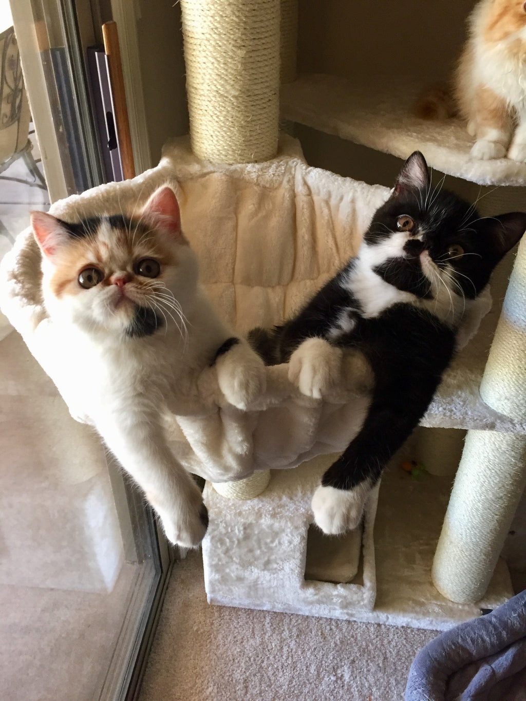 Small Cat, Big Cat Tree: Why Size Matters More Than You Think