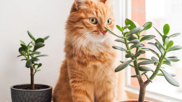 Green and Paws: Cats and Plants at Home