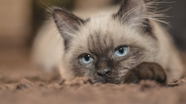The art of choosing the perfect cat name