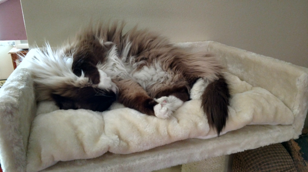 What to Do With Your Cat When You Go on Holiday — Every Option
