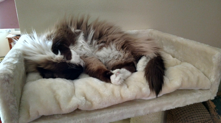 What to Do With Your Cat When You Go on Holiday — Every Option