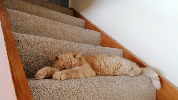 Is my cat really deaf?