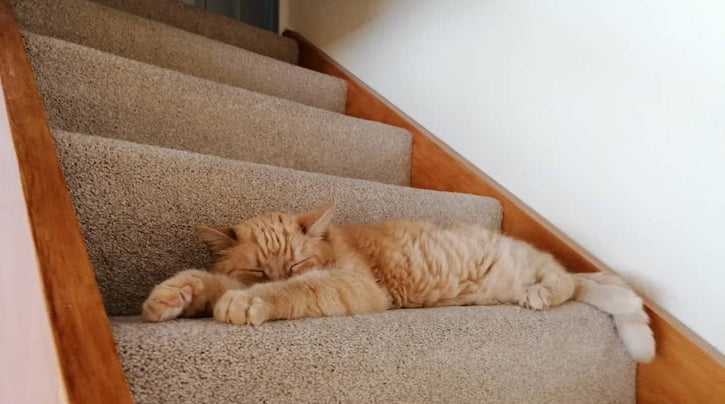 Is my cat really deaf?