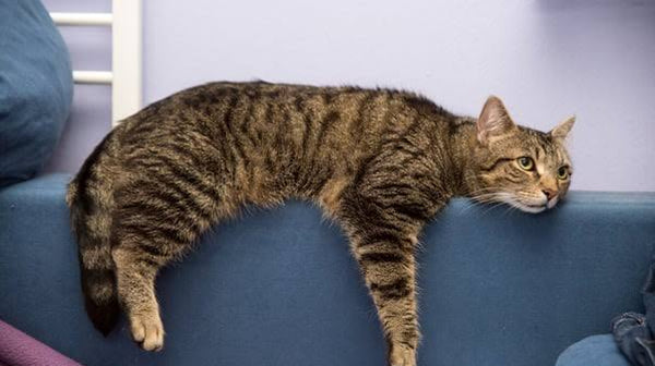 Back to Work — What Your Cat Is Going Through When The Holidays End