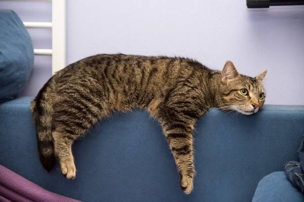 Back to Work — What Your Cat Is Going Through When The Holidays End