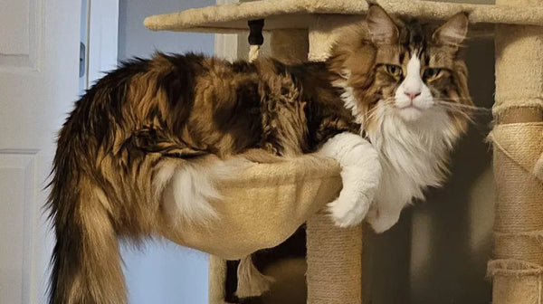 Your Cat Has Outgrown Everything — You Just Haven't Noticed Yet