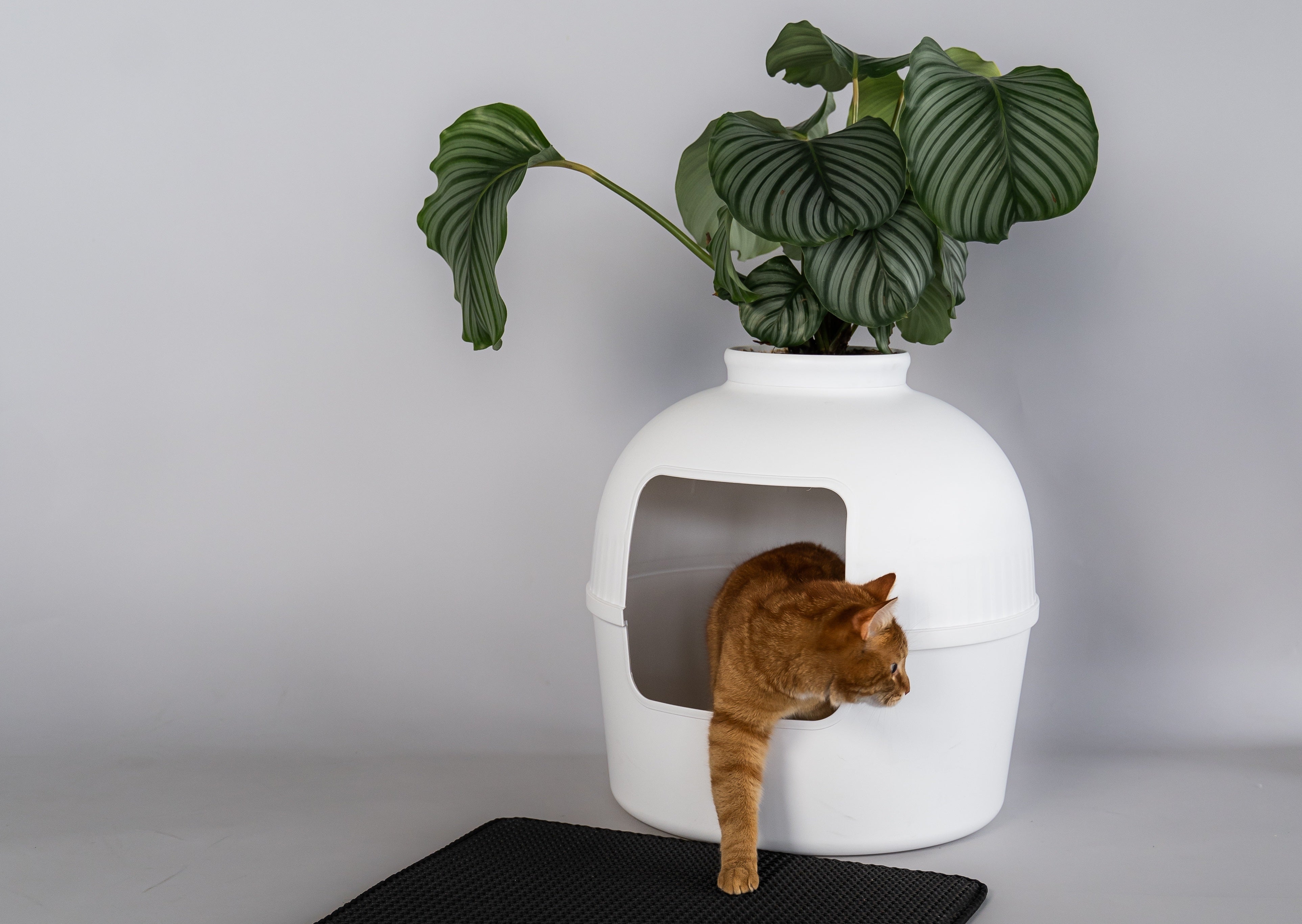 Cat Litter Boxes Covered Litter Trays Cat Tree King