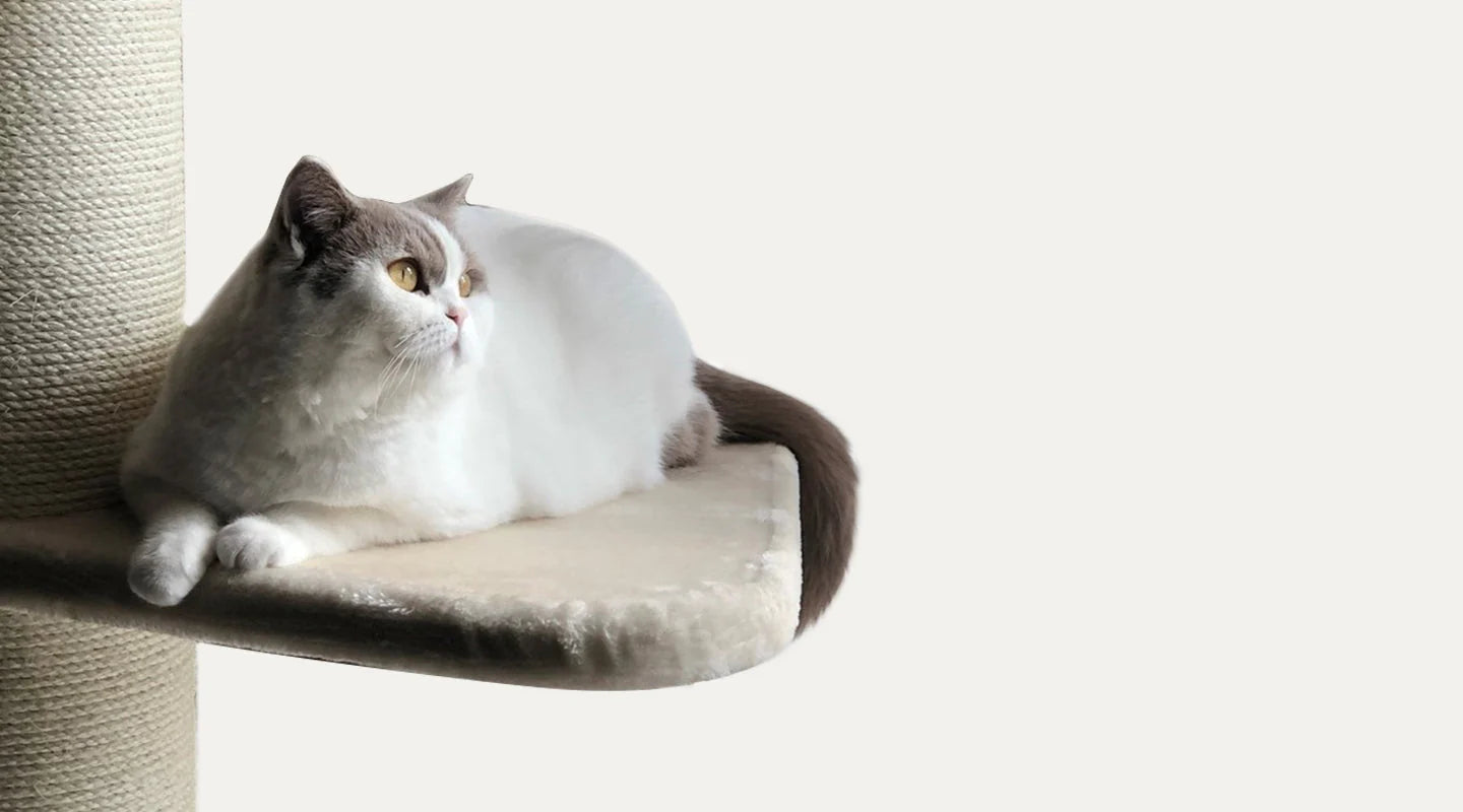 Cat tree king au best sale